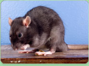 rat control Rugeley